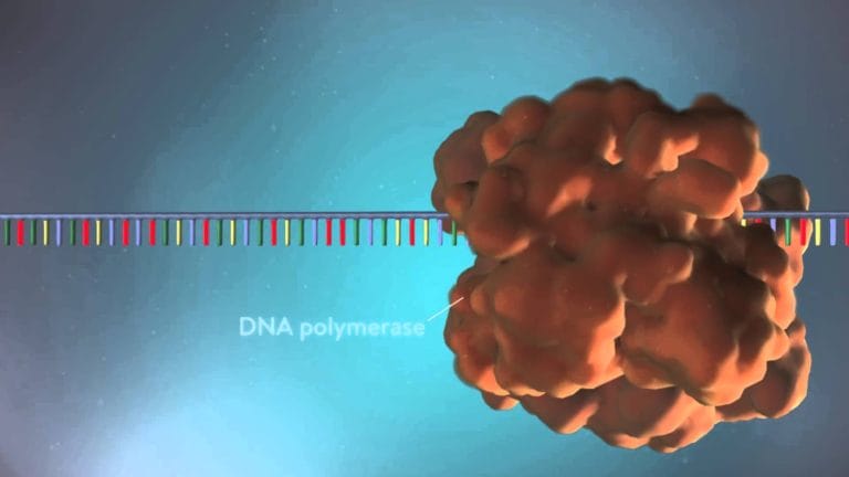 ADN polymérase